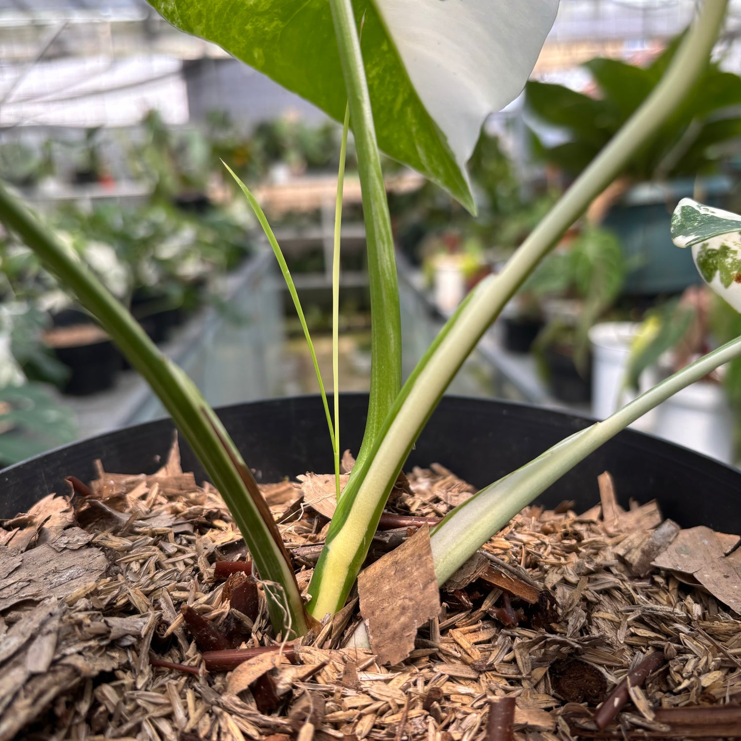 RP011-3 Monstera Albo Variegated