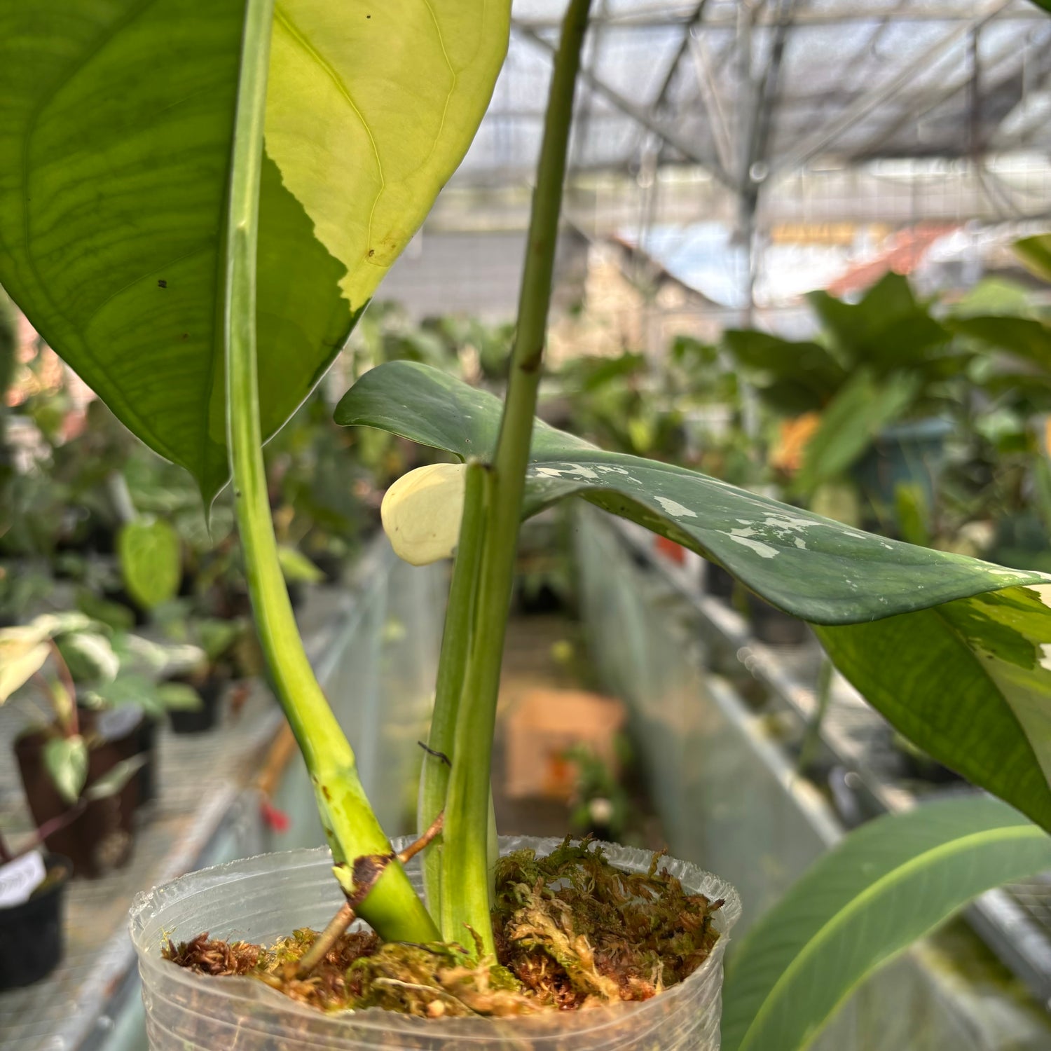 Syngonium Chiapense Variegated