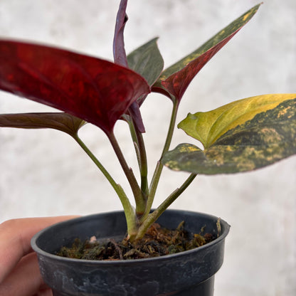 Syngonium Red Arrow