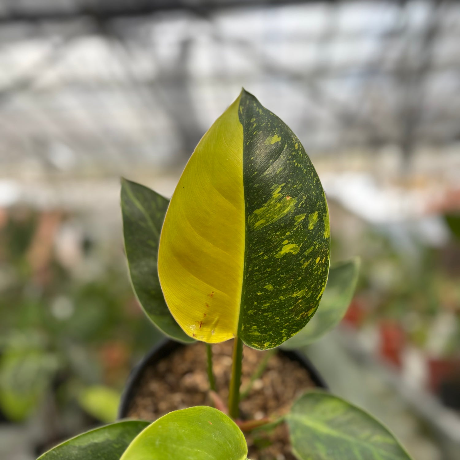 Philodendron Green Congo Marble Variegated