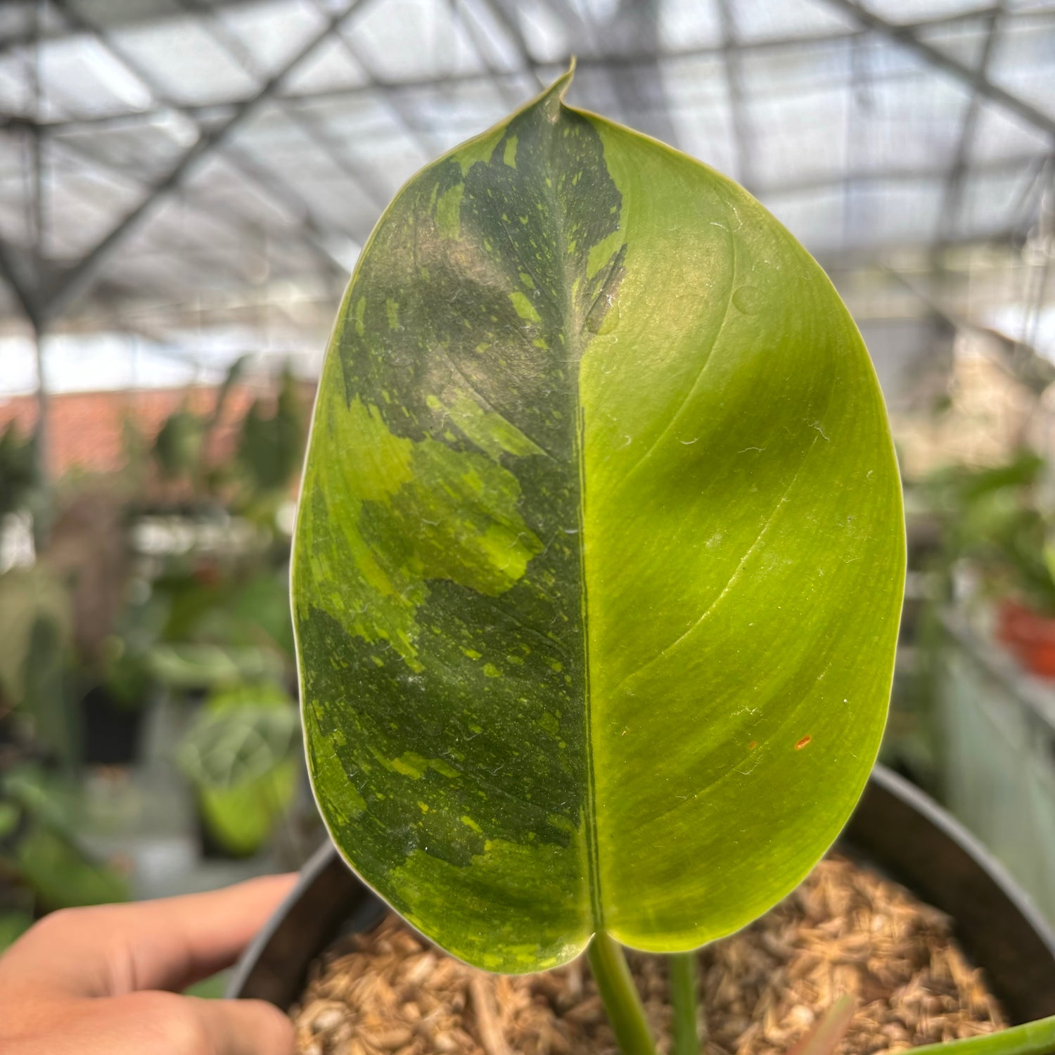 Philodendron Green Congo Marble Variegated