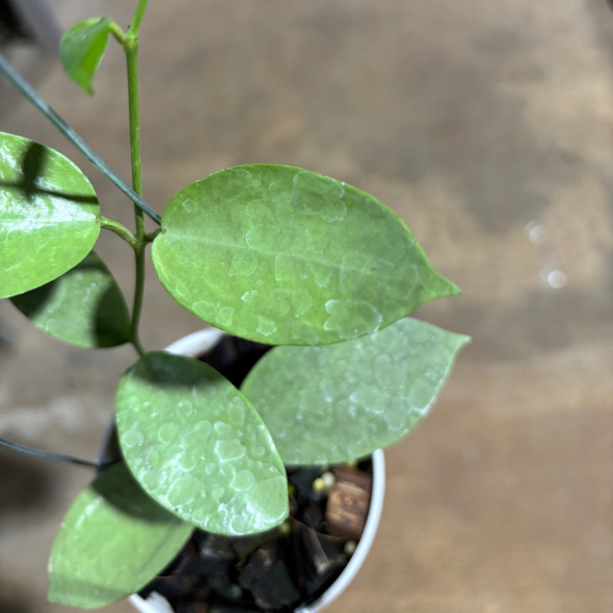 Hoya Moon Blush (AFF Vitellina x SP Sumbawa)