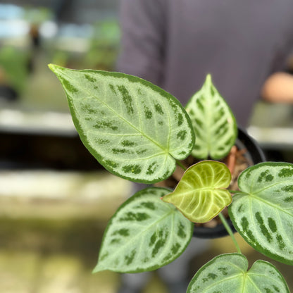 RP7-9 Anthurium Silver Chrome Full Silver (2 pcs)
