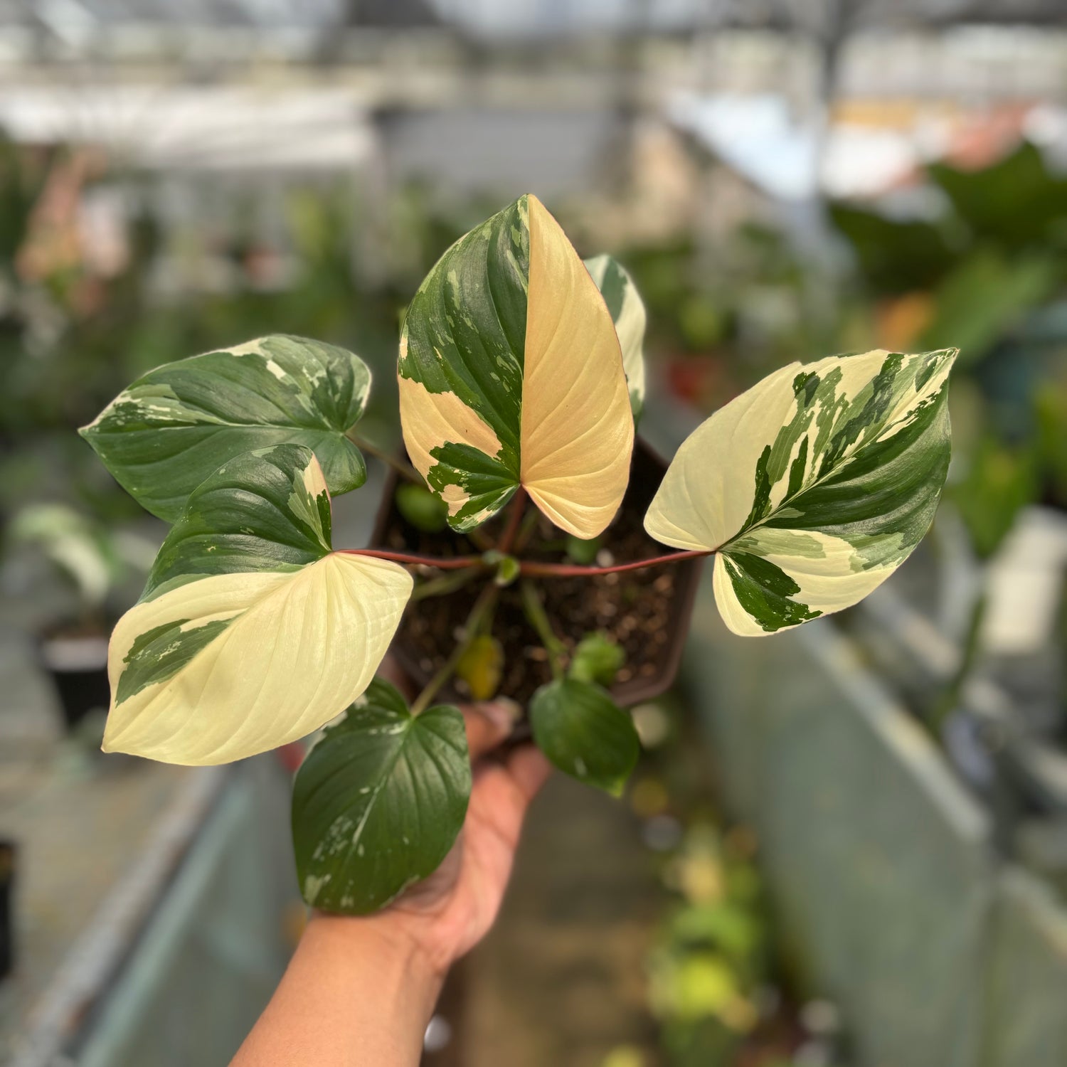 RP005-3 Homalomena Rubescen Variegated