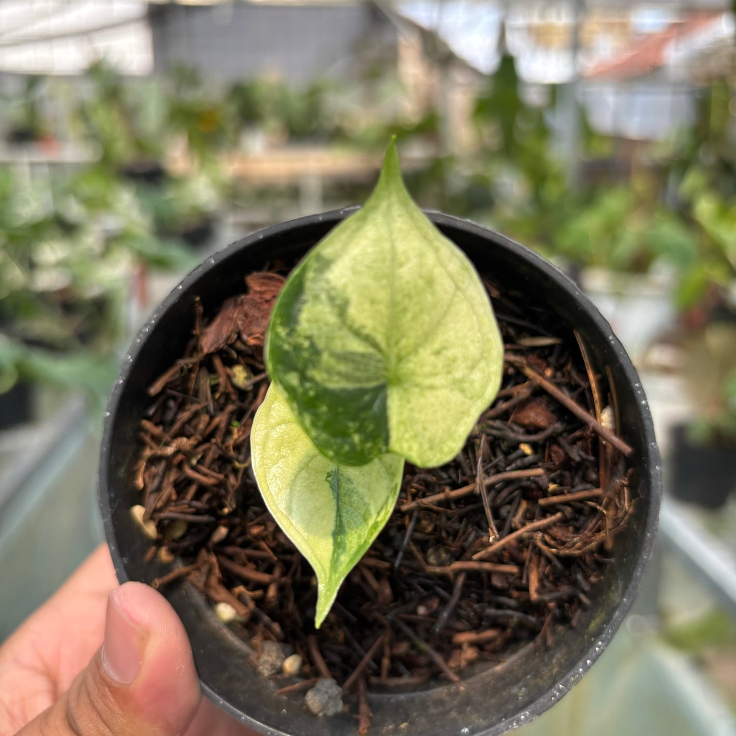 RP014-3 Alocasia Dragon Scale Variegated