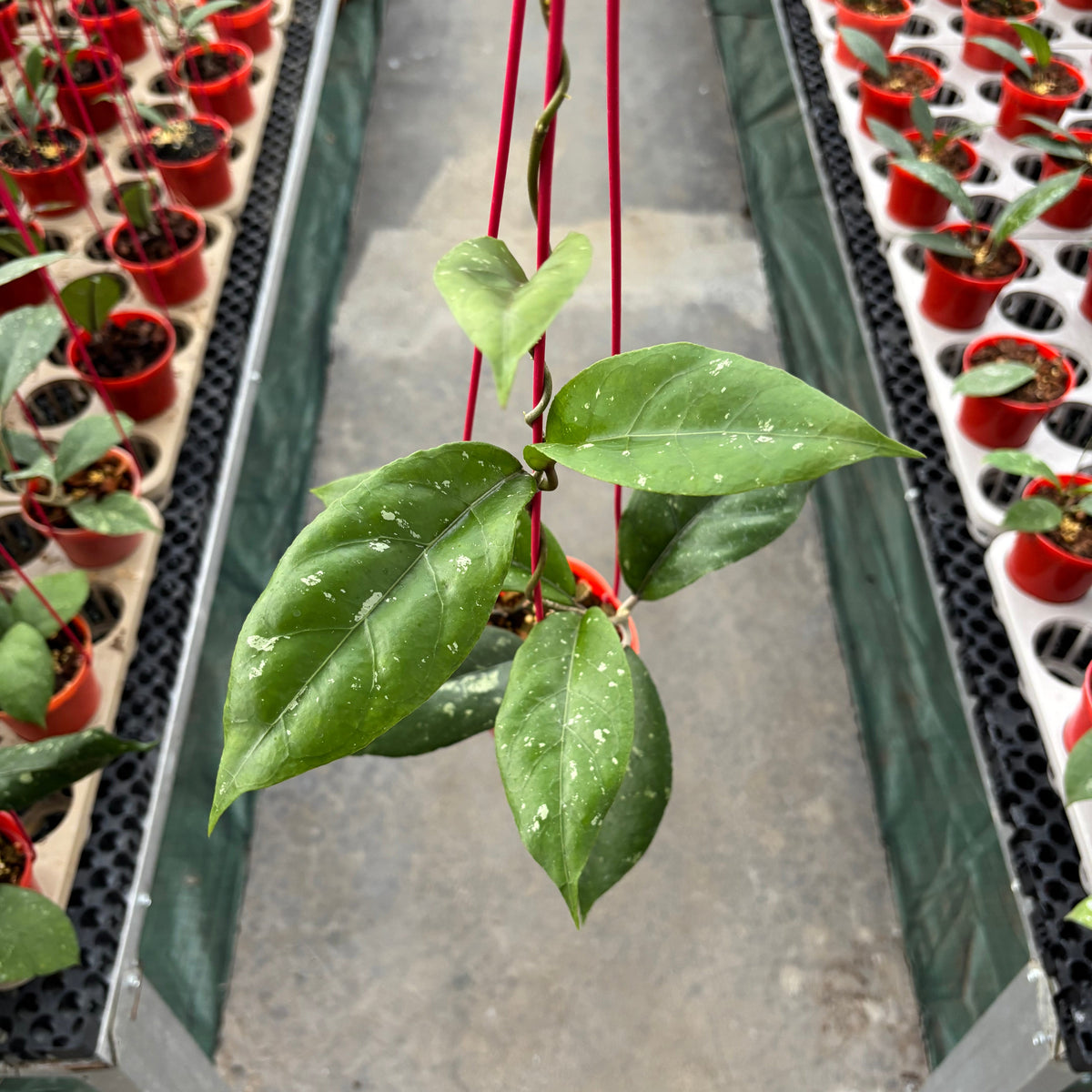 Hoya SP Aceh X-7