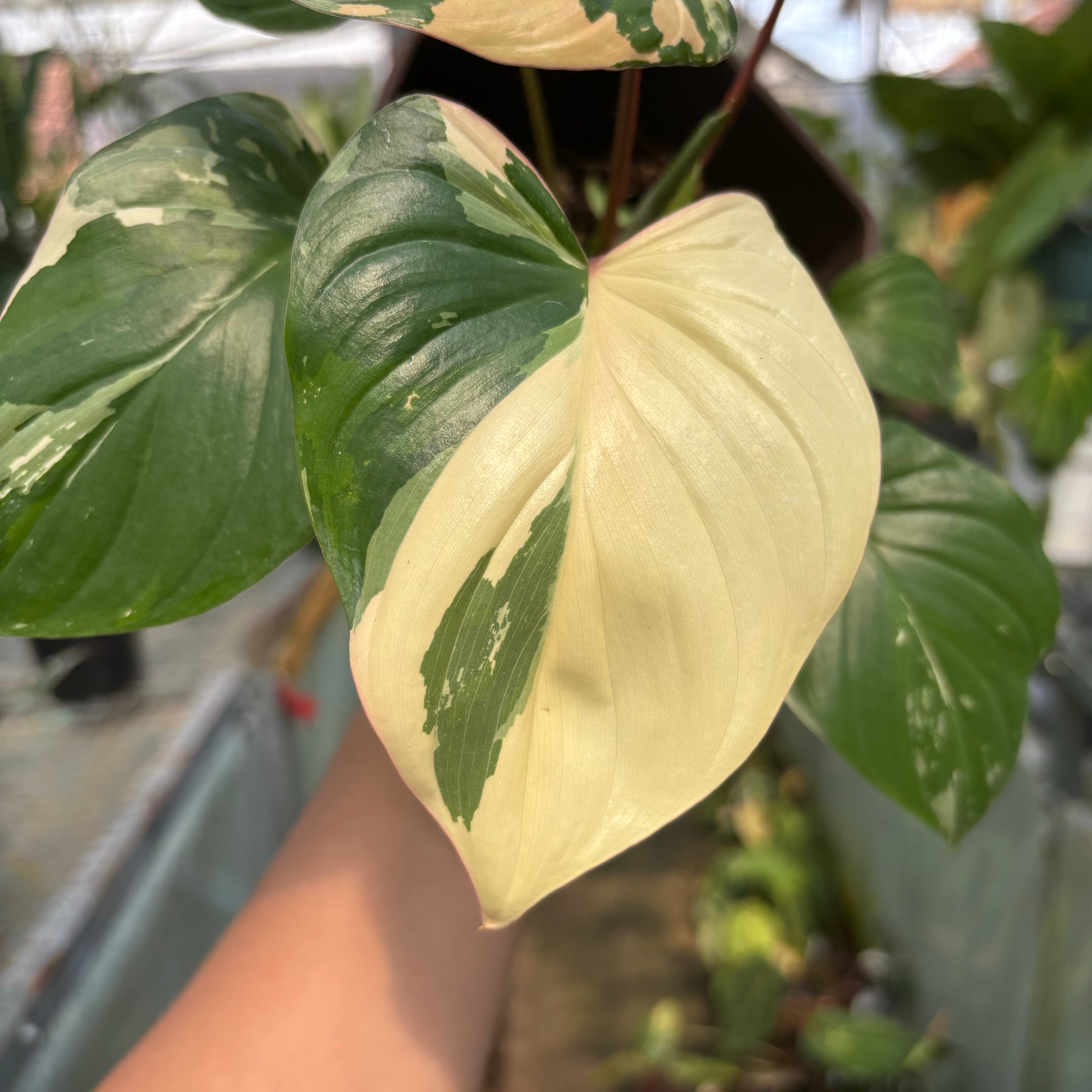 RP005-3 Homalomena Rubescen Variegated