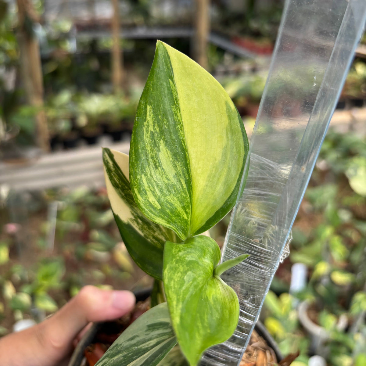 Scindapsus Moonlight Long