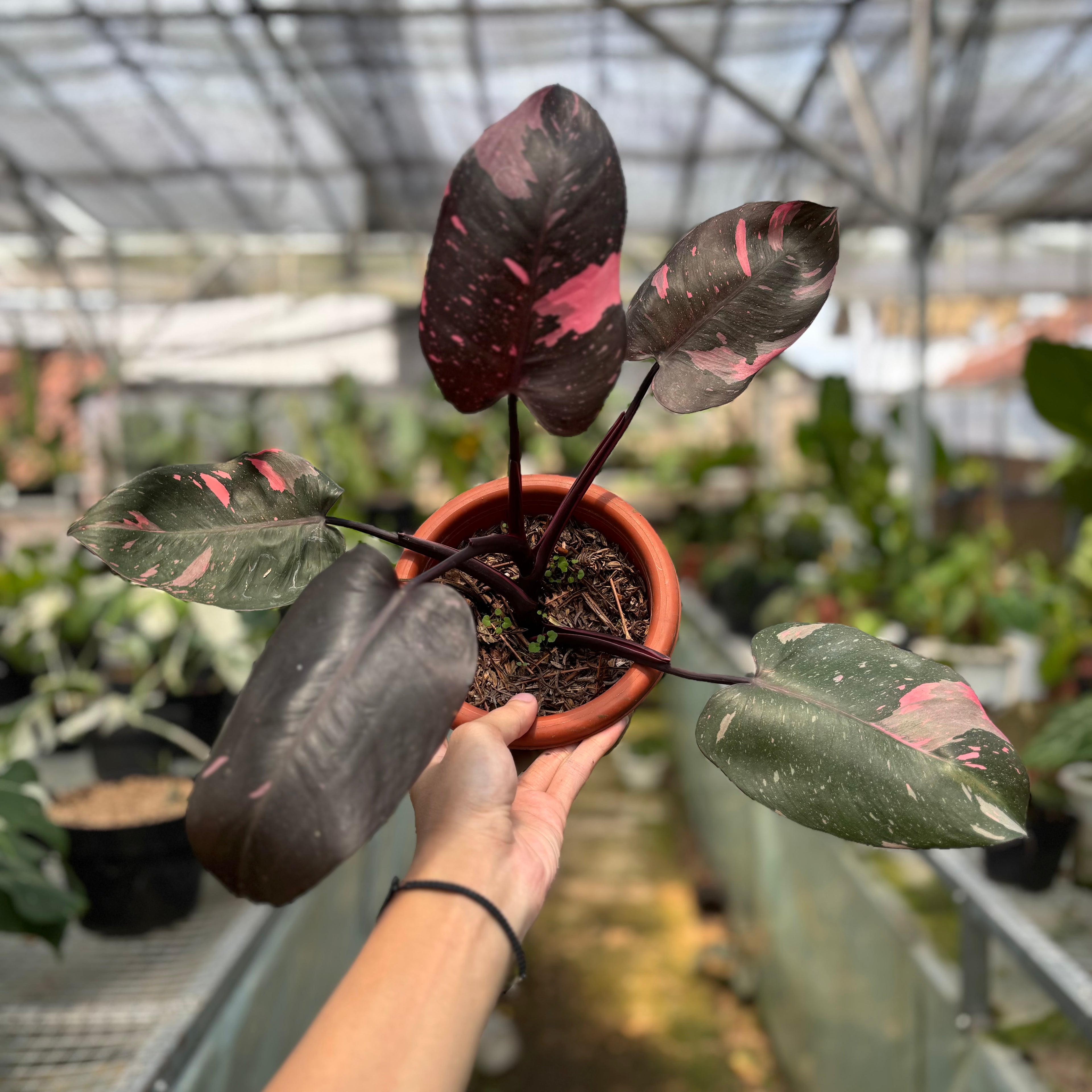 RP015-3 Philodendron Pink Princess Black Cherry