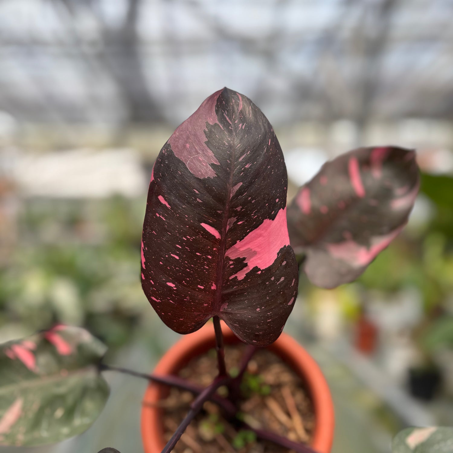 RP015-3 Philodendron Pink Princess Black Cherry