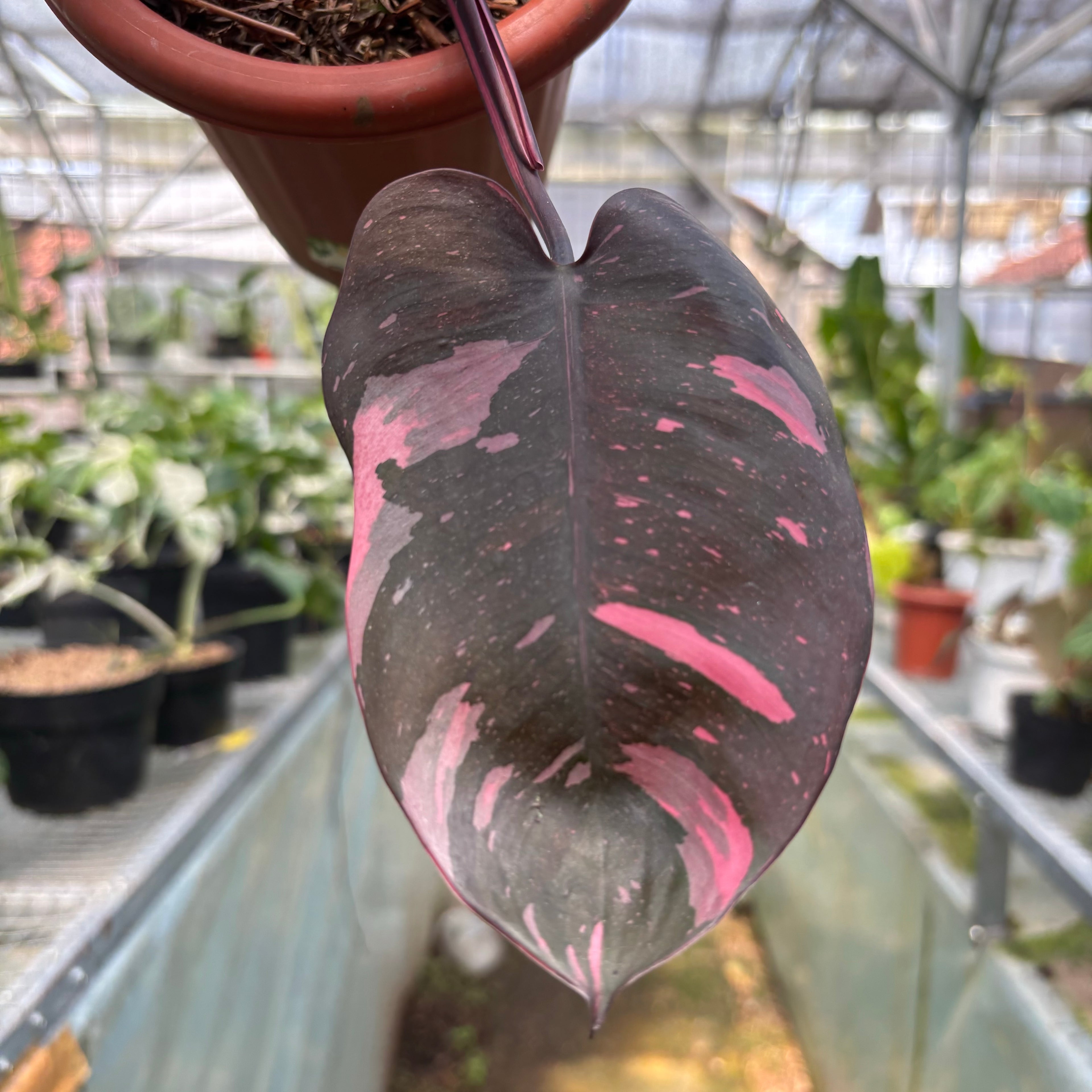 RP015-3 Philodendron Pink Princess Black Cherry