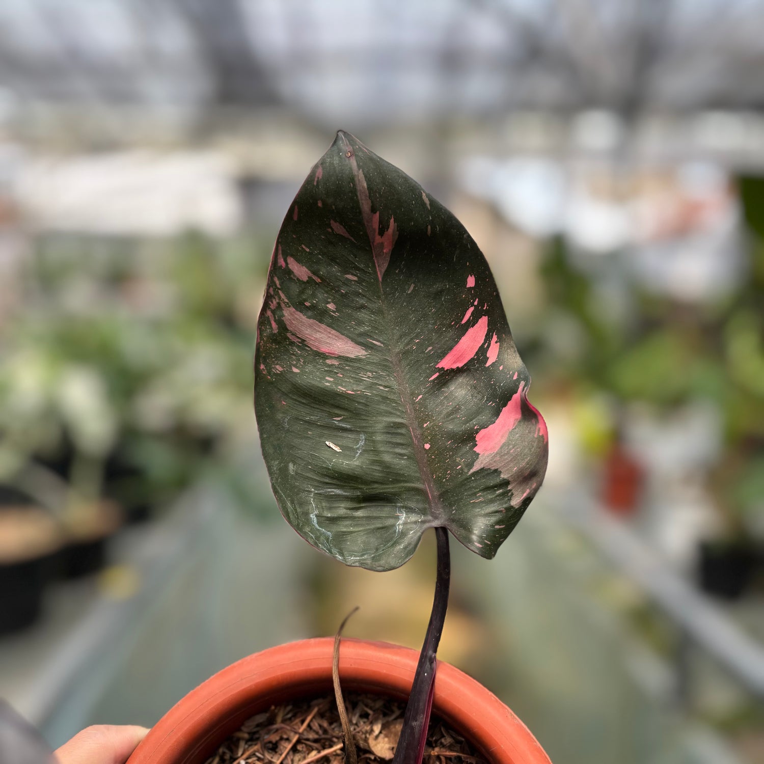 RP015-3 Philodendron Pink Princess Black Cherry