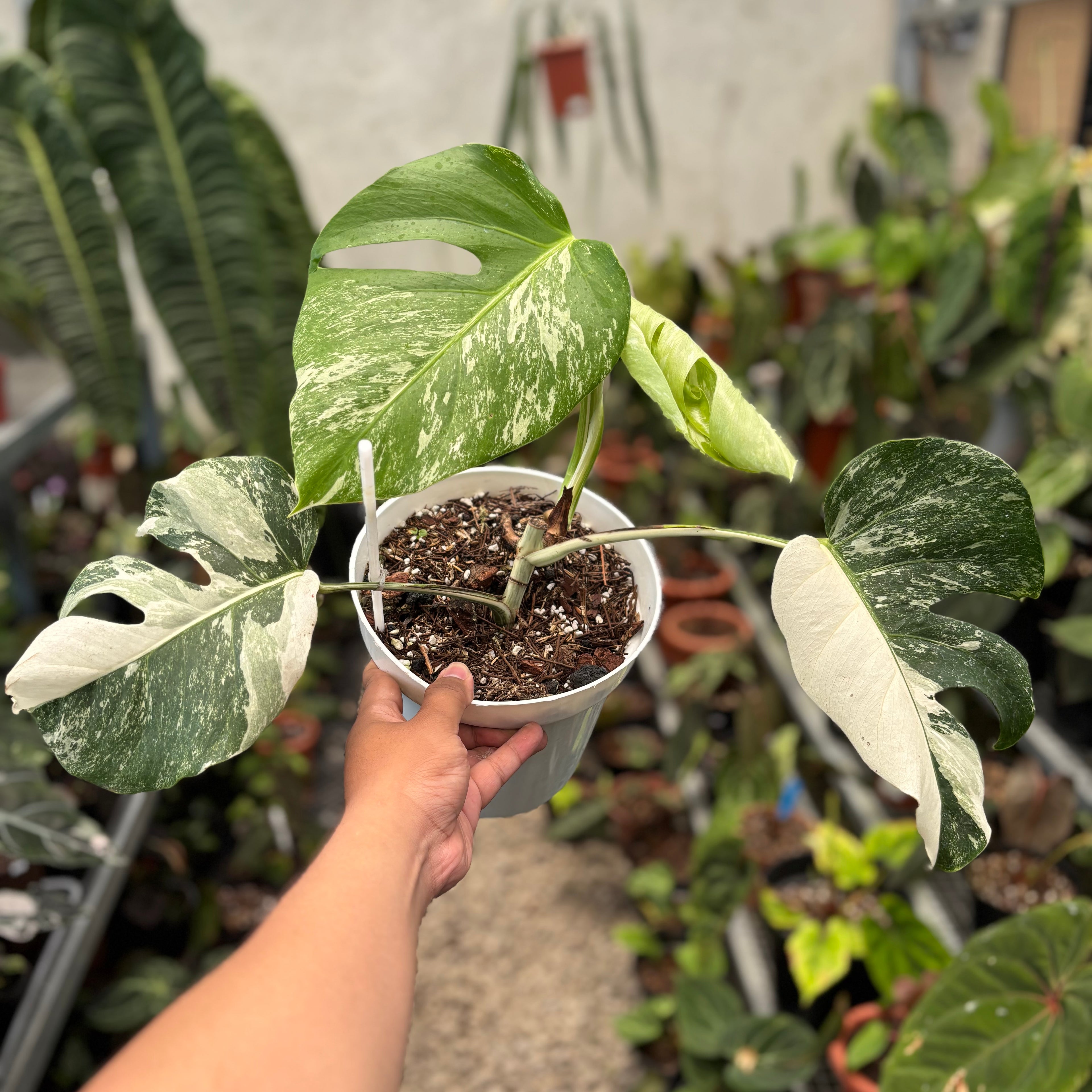 Monstera Albo Variegated