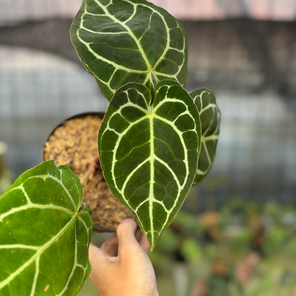 RP17-9 Anthurium Crystallinum Red Stem