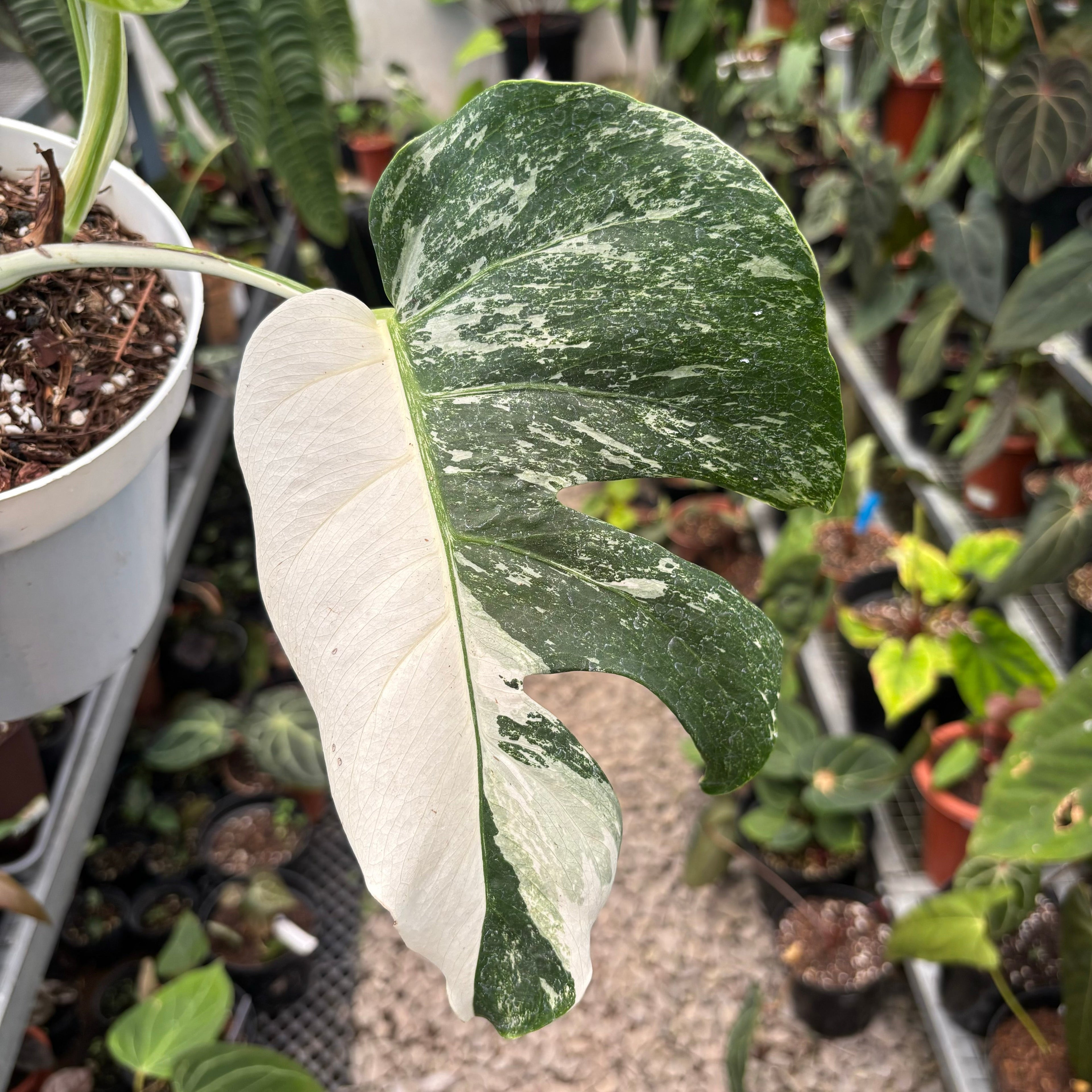 Monstera Albo Variegated