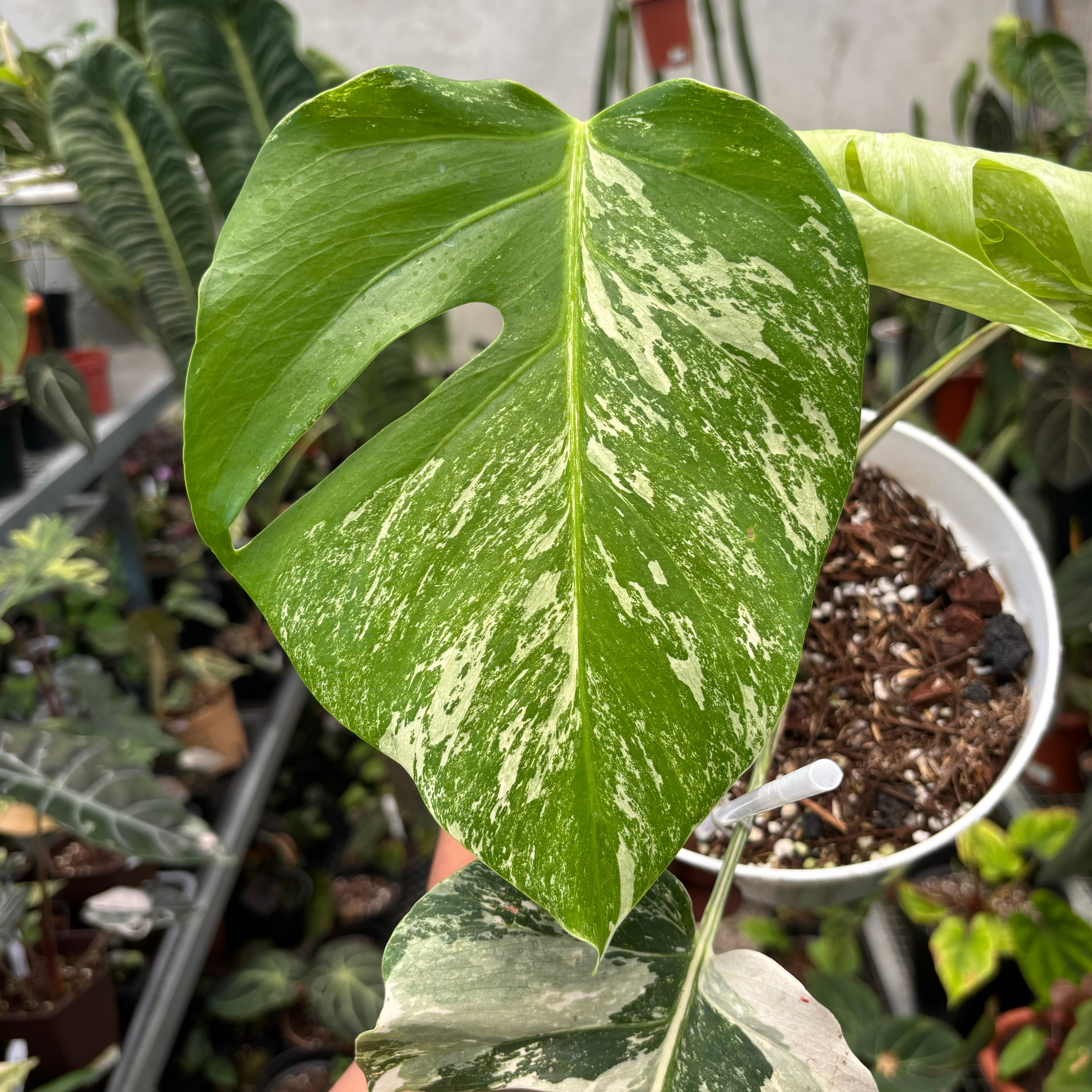 Monstera Albo Variegated