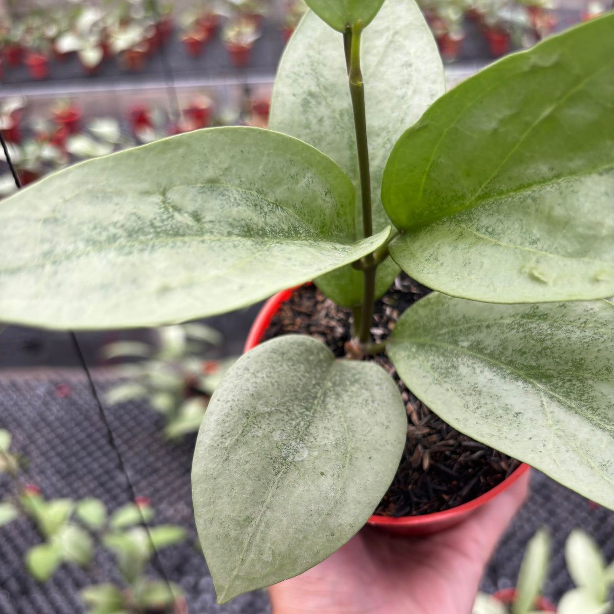 Hoya Elliptica x Glabra "ELLIRA"