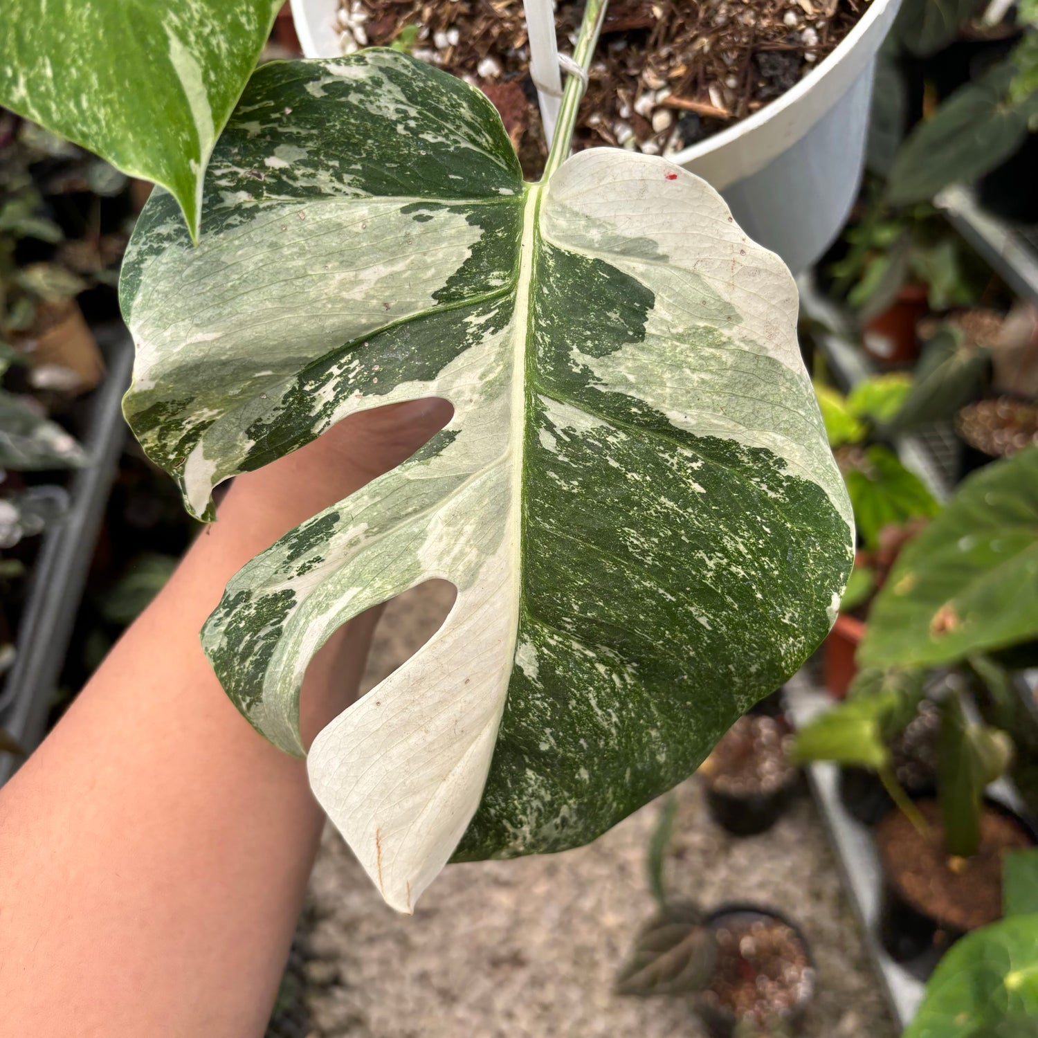 Monstera Albo Variegated