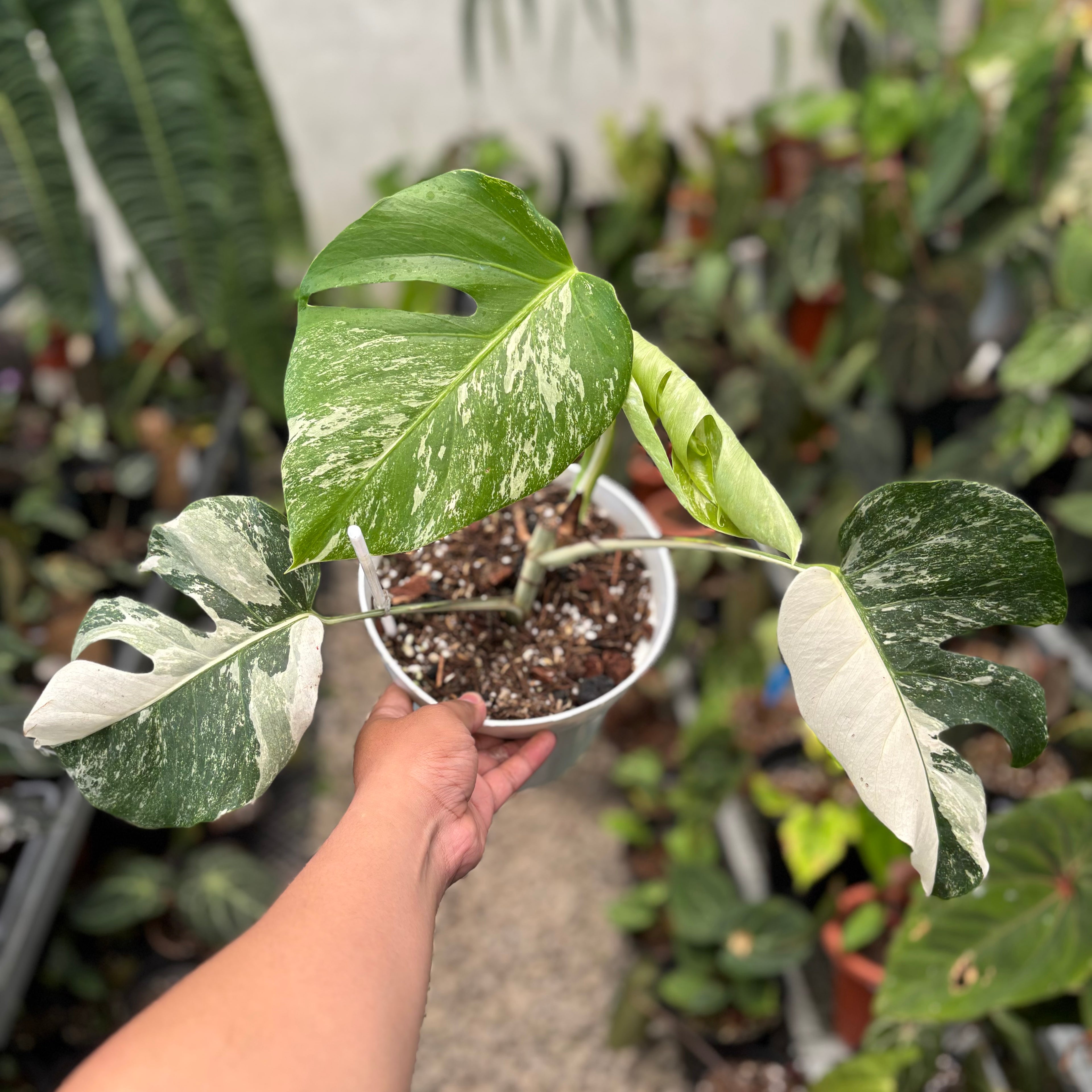 Monstera Albo Variegated