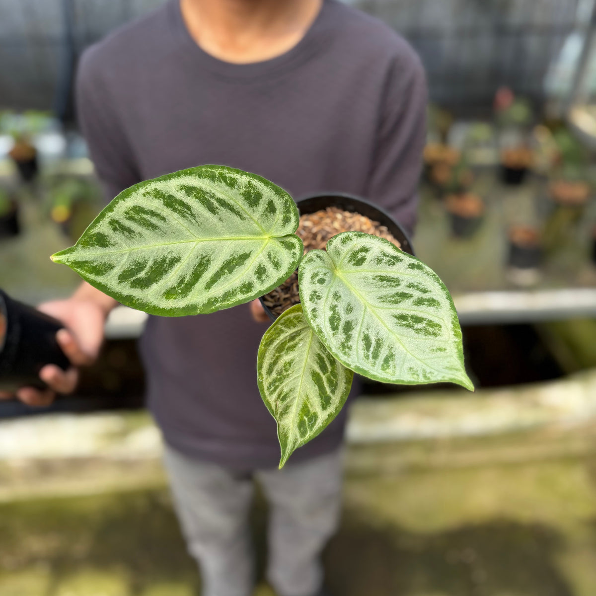 RP7-9 Anthurium Silver Chrome Full Silver (2 pcs)