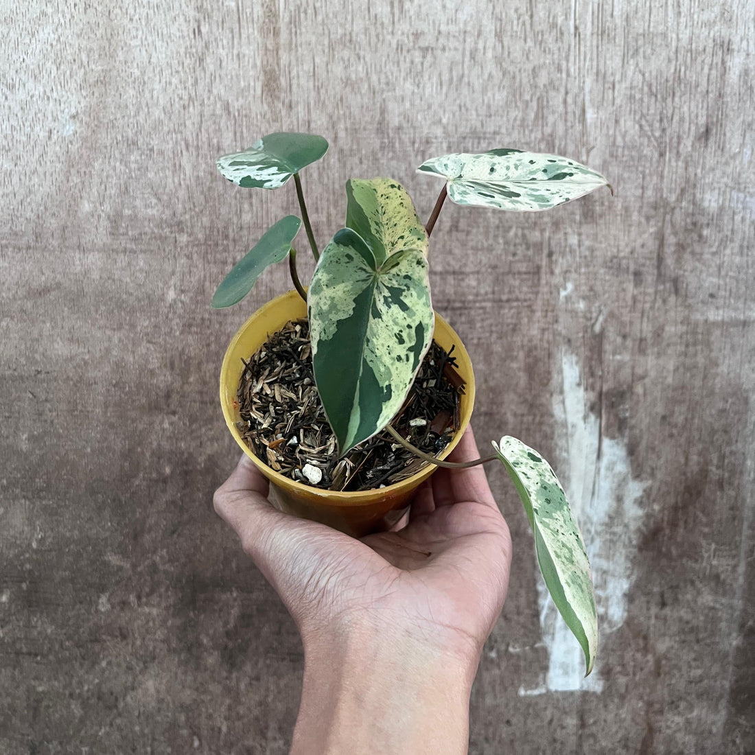 RP84-9 Philodendron Ilsemani Variegated