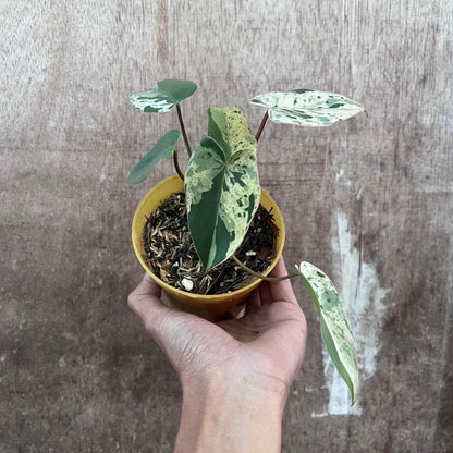 RP84-9 Philodendron Ilsemani Variegated