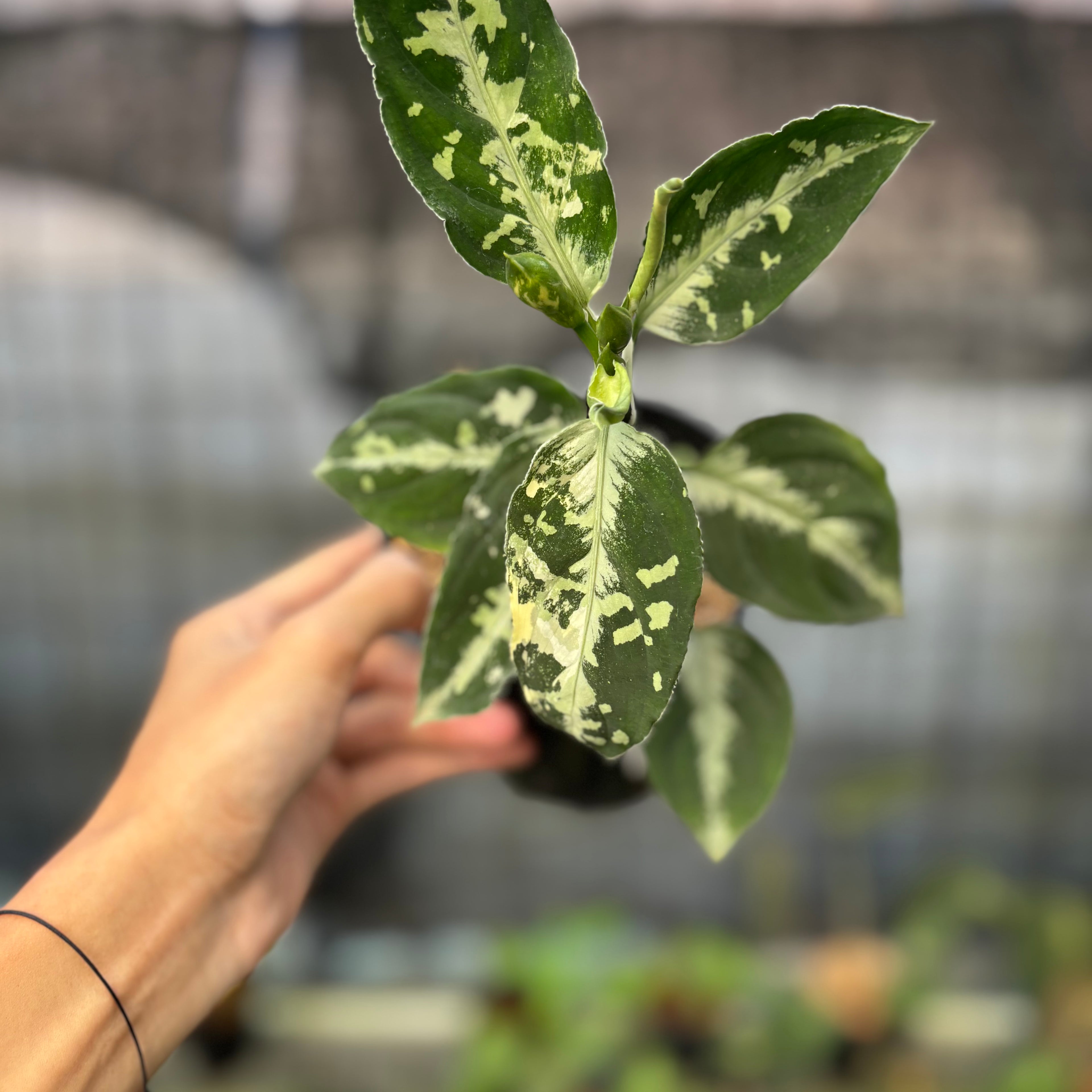 RP4-9 Aglaonema Pictum Beecolor Variegated