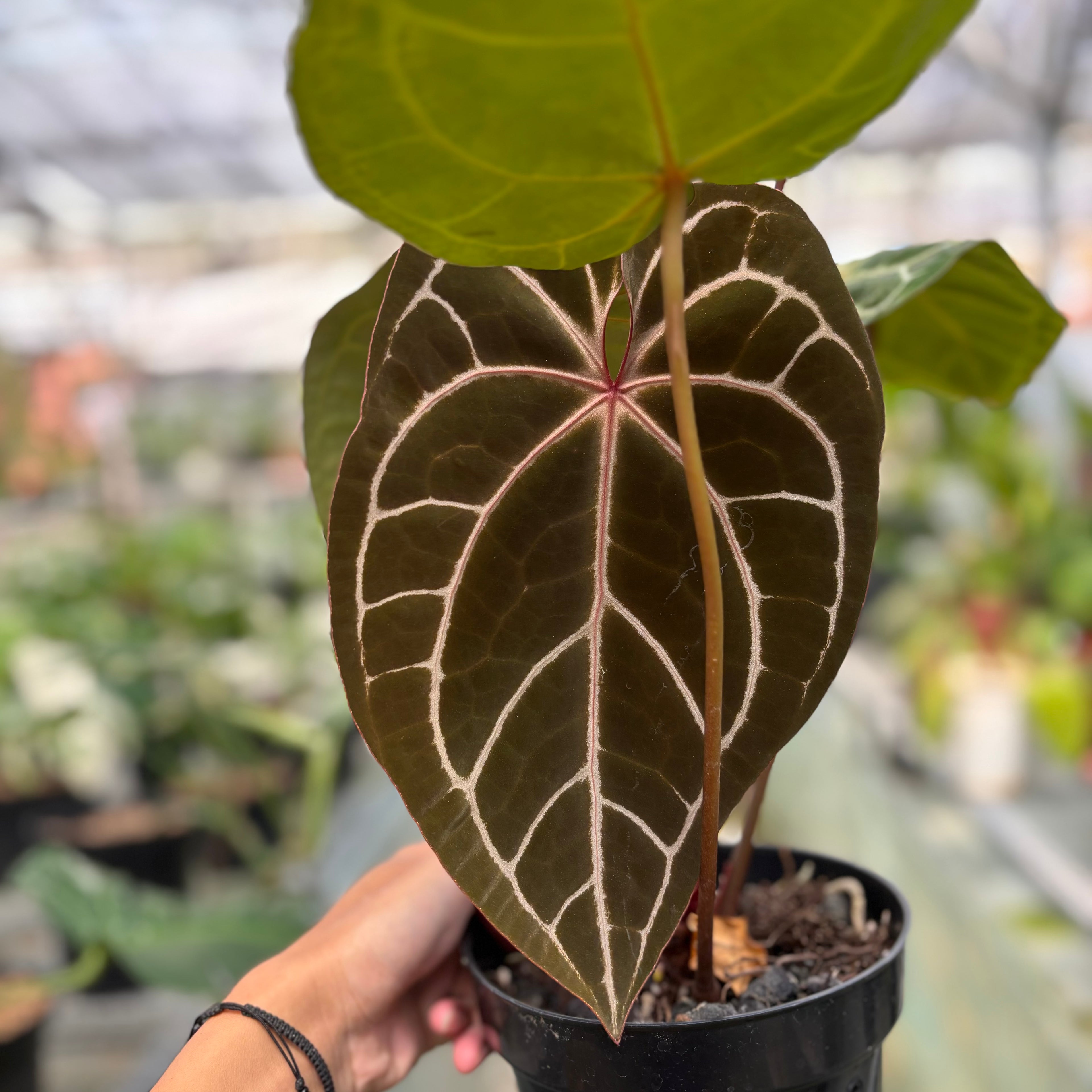 RP026-3	Anthurium Crystalinum x Clarinervium Hybrid