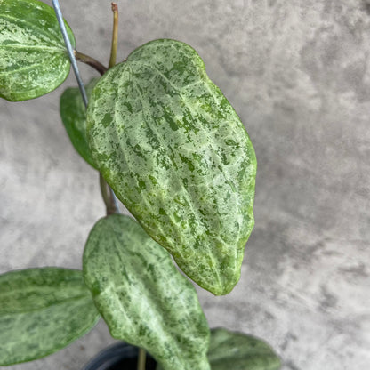 RP51-10	Hoya Macrophylla High Splash