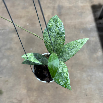 Hoya Finlaysonii Pangga