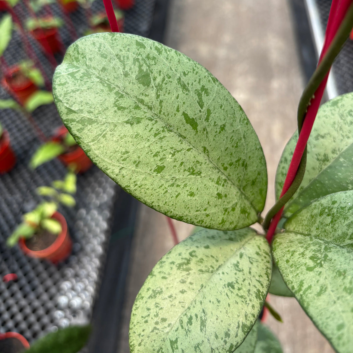 Hoya Meena (Michelle Silver x Crassipetiolata)