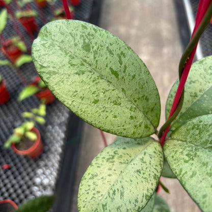Hoya Meena (Michelle Silver x Crassipetiolata)