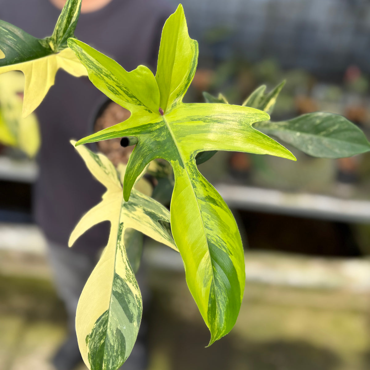 RP3-9 Philodendron Florida Beauty Mature Size (2 pcs)