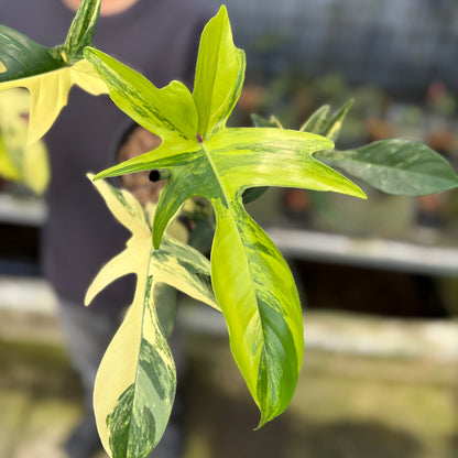RP3-9 Philodendron Florida Beauty Mature Size (2 pcs)