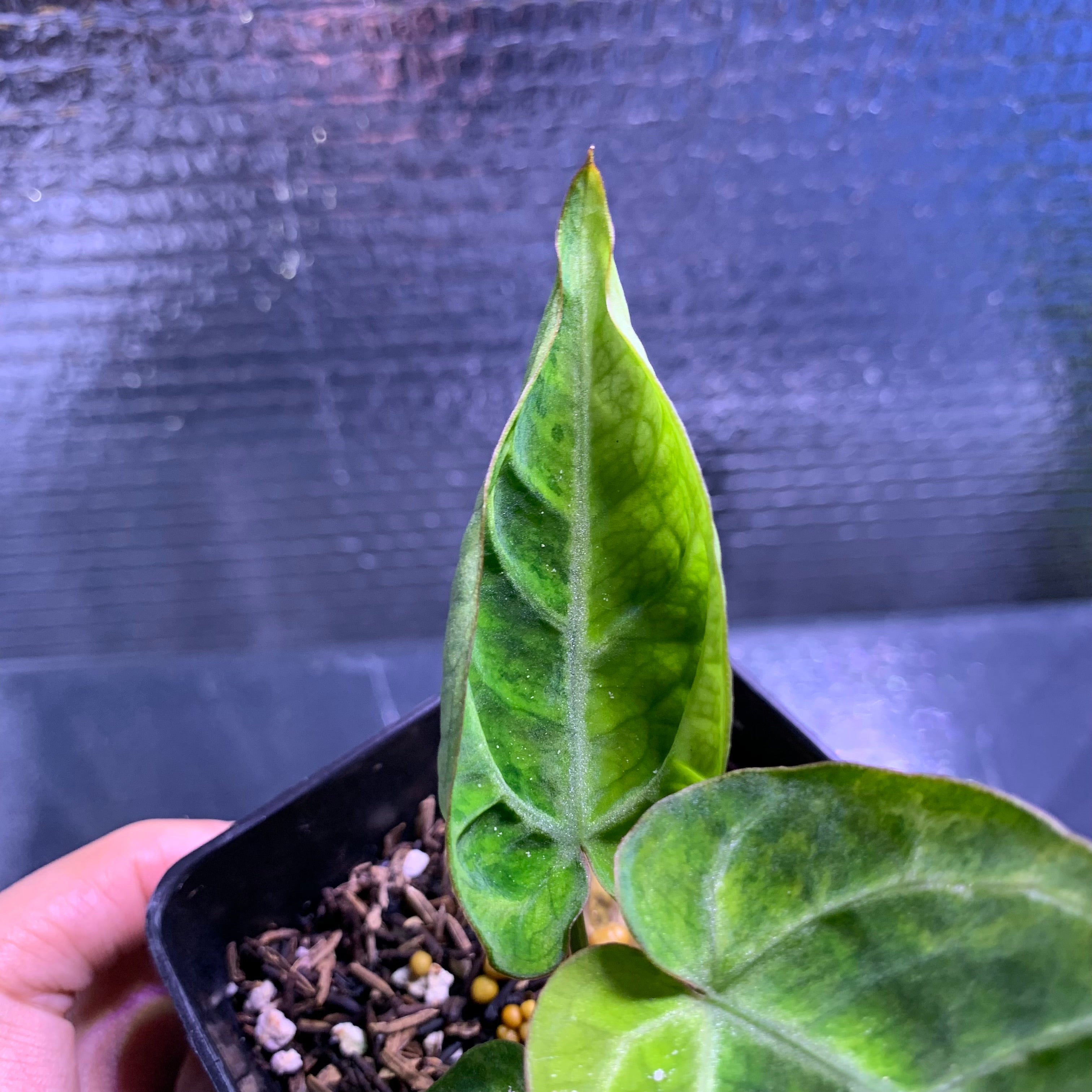 RP68-8	Anthurium Silver Blush x Domino Variegated