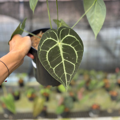 RP15-9 Anthurium Clarinervium Medium Size