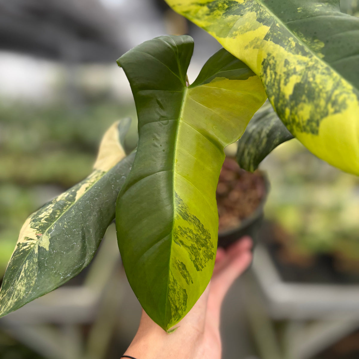 Philodendron Florida Beauty x Lupinum