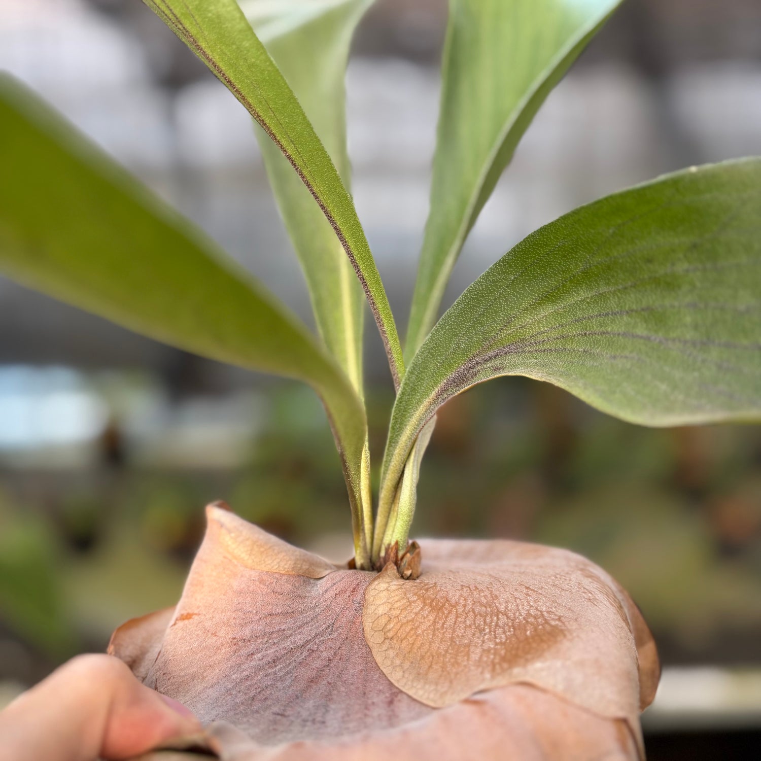 RP25-9 Platycerium Walichii