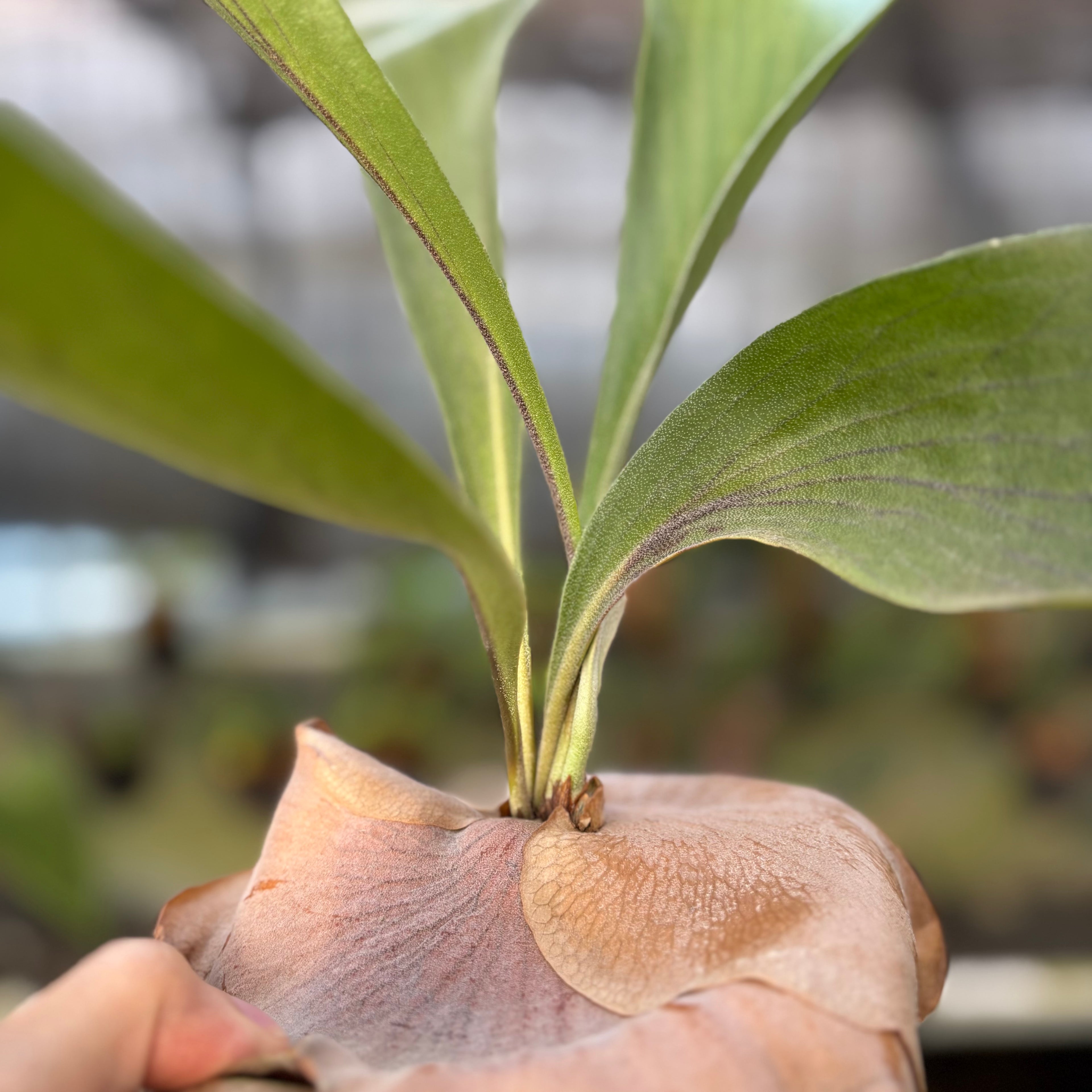 RP25-9 Platycerium Walichii
