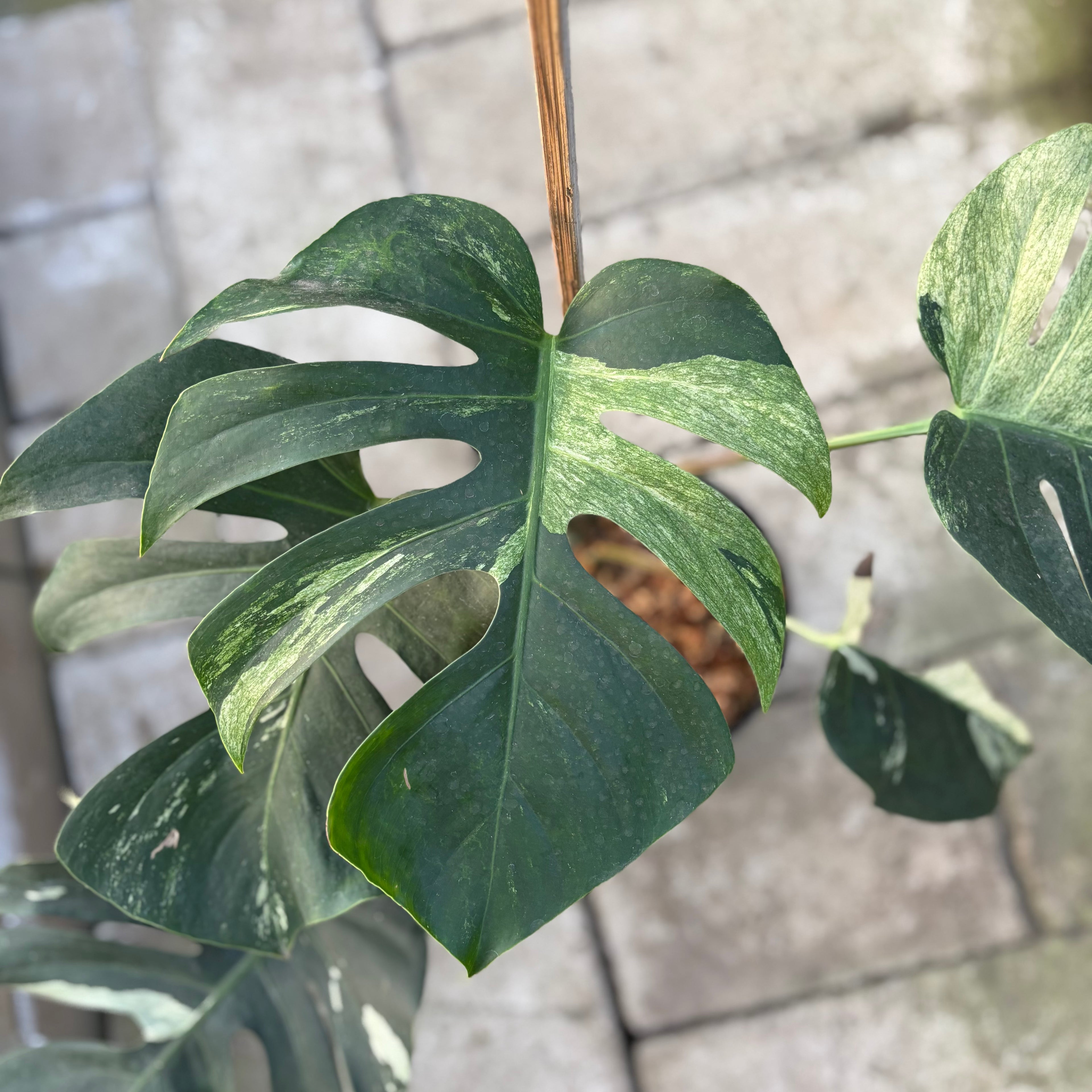 RP31-9 Monstera Jungle Mint