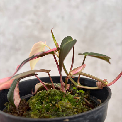 Philodendron Mican Pink Variegated