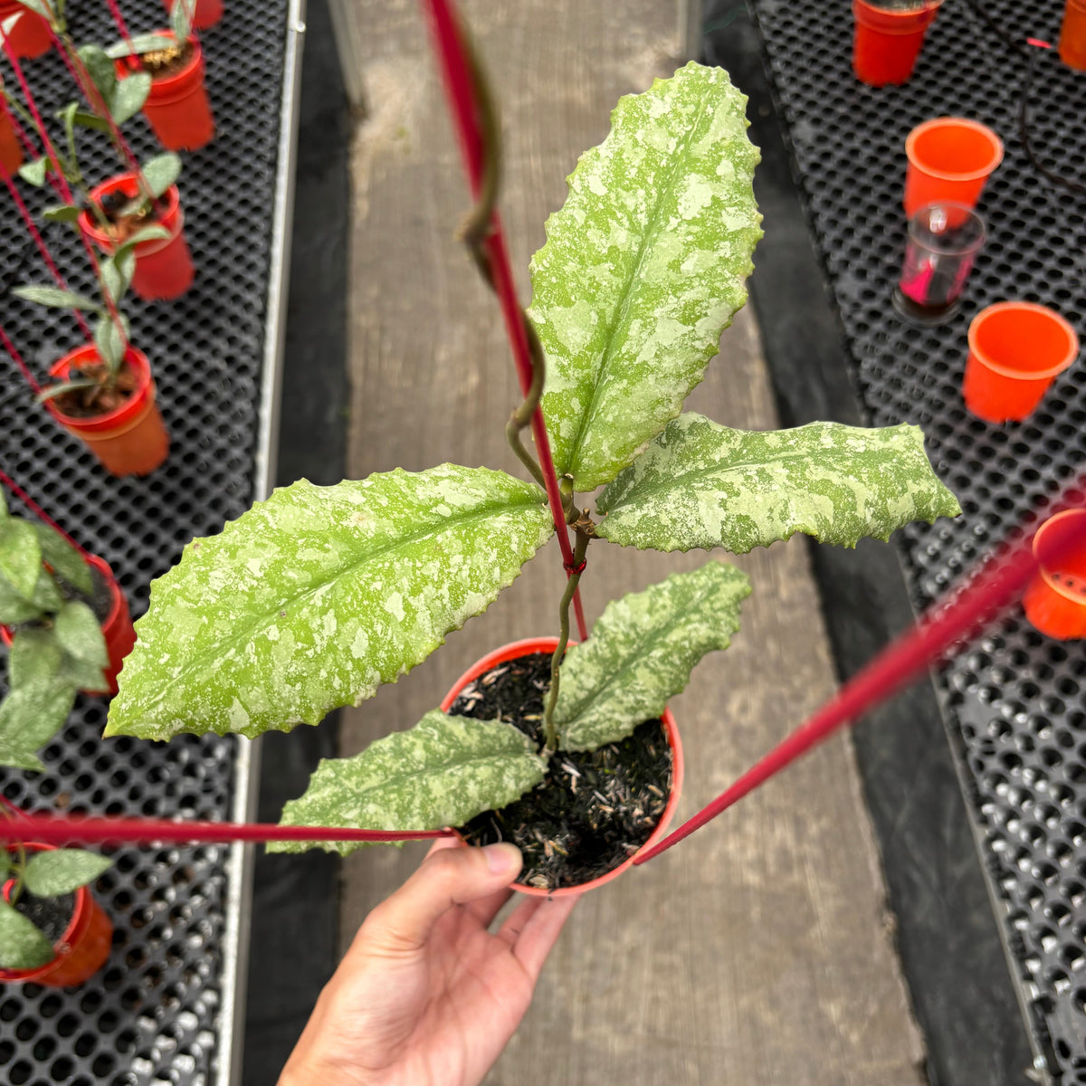 Hoya Undulata Purple Silver