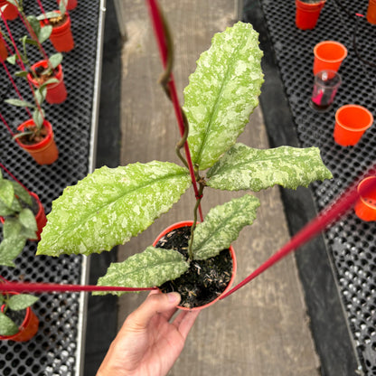 Hoya Undulata Purple Silver