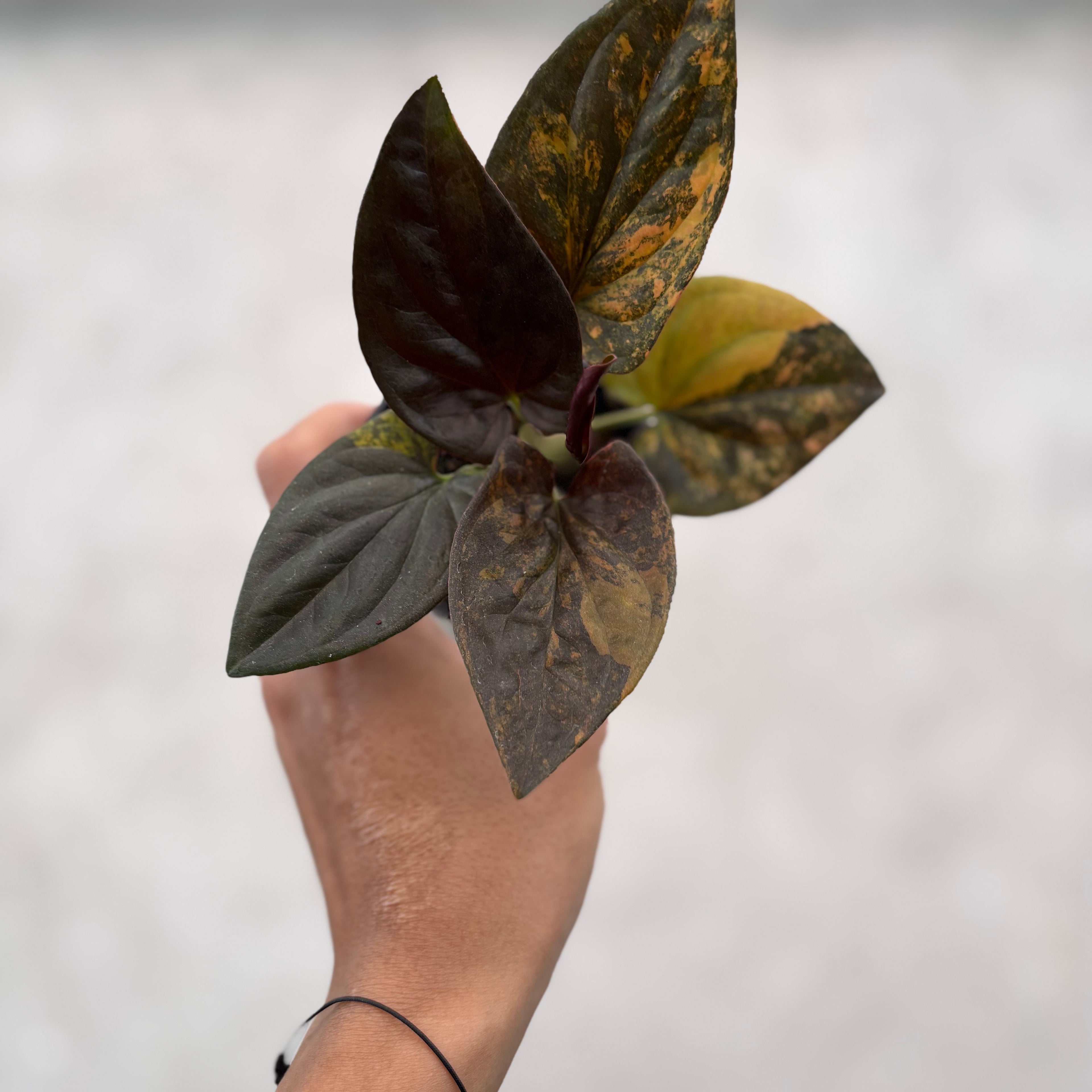 Syngonium Red Arrow