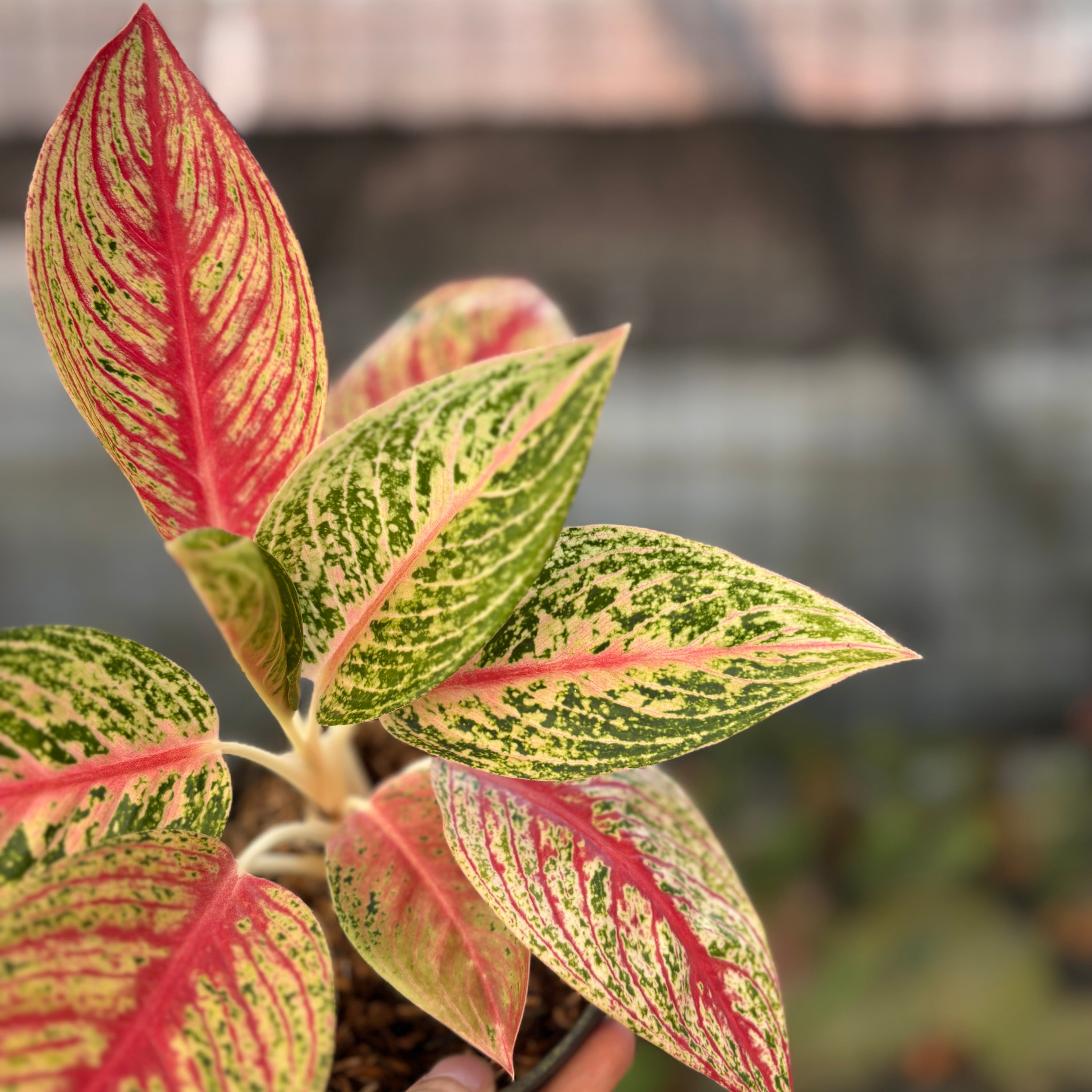 RP26-9 Aglaonema Red Legacy