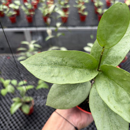 Hoya Elliptica x Glabra "ELLIRA"