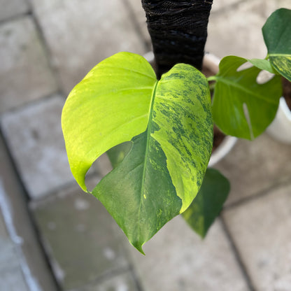 RP30-9 Monstera Yellow Variegated "Marmorata" (2 pcs)