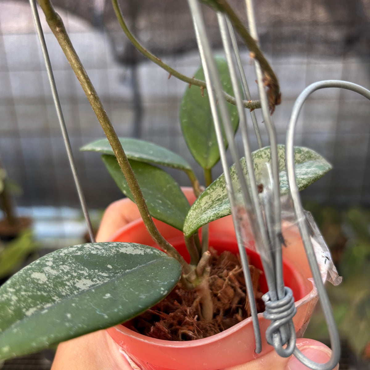 RP16-9 Hoya Carnosa Star Dust