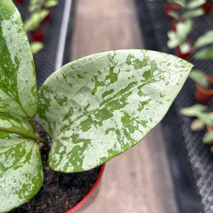 Hoya Glabra High Splash
