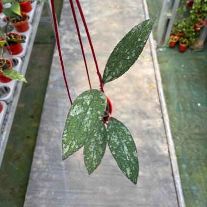 Hoya Clemensiorum Silver Splash